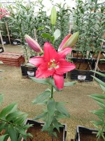 [5384 Ripasso VZ No02.JPG]